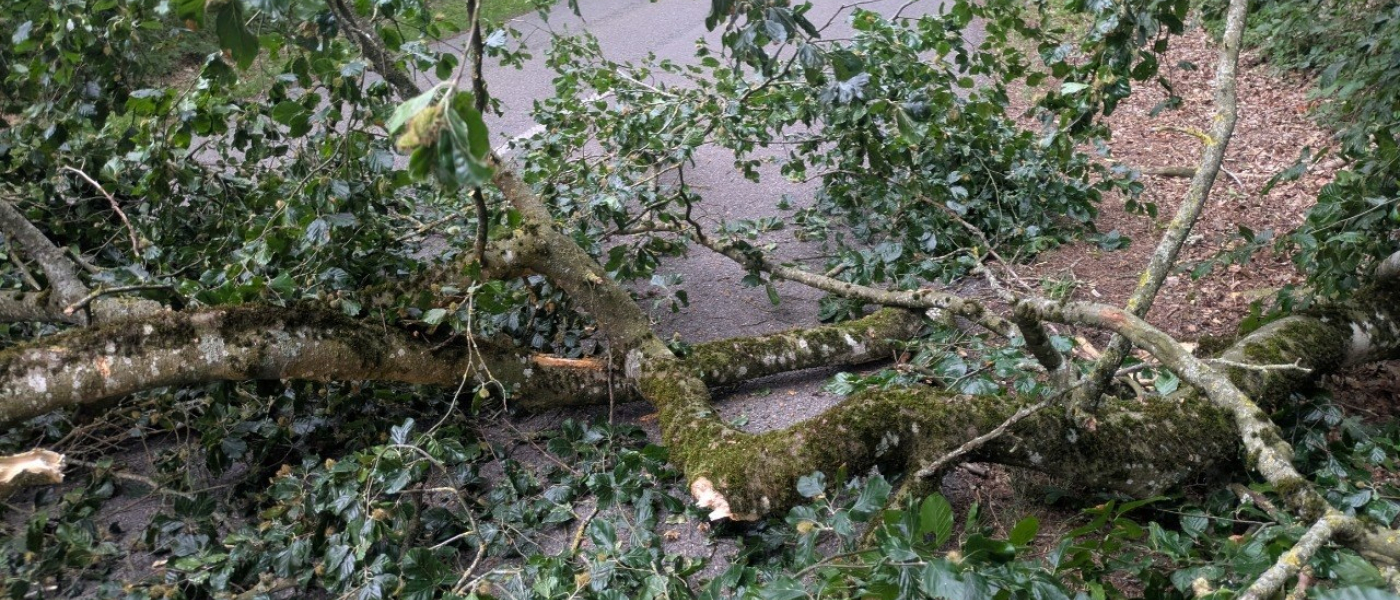 H1 - Baum auf Fahrbahn